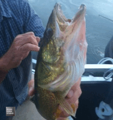 August 21, 2015 魚釣り Fishing_a0307186_7111573.gif