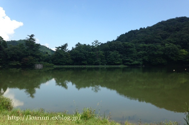 主役のゼフュランサス♪　六甲山で涼しんで～♪_a0123003_18221932.jpg