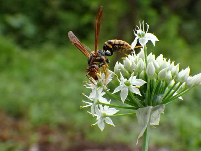 ニラの花にセグロアシナガバチ…2015/8/20_f0231709_2253749.jpg