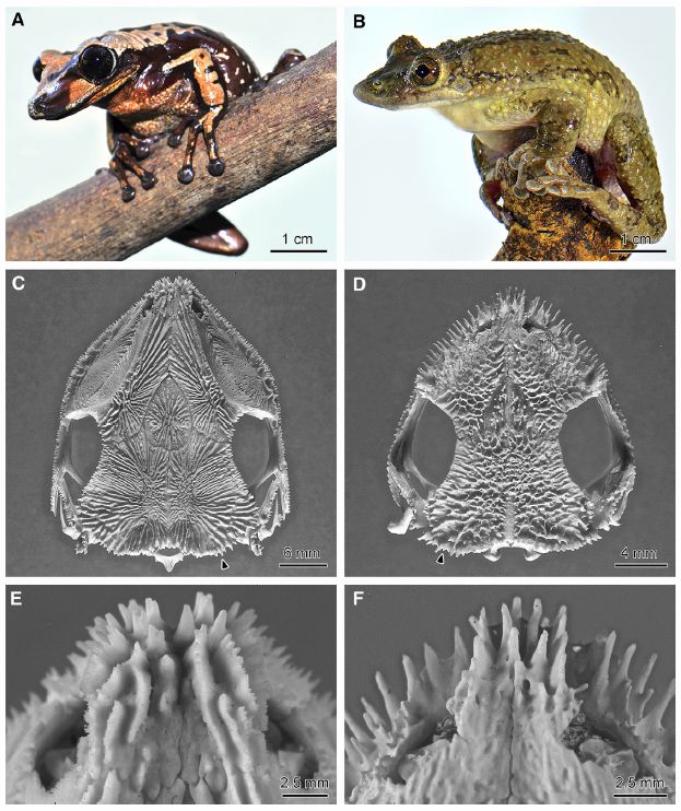毒針で相手を攻撃する毒ガエルが発見された 5号館を出て