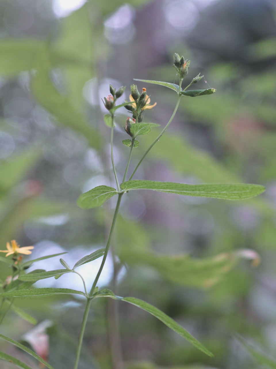 植物観察会_c0008948_16183065.jpg