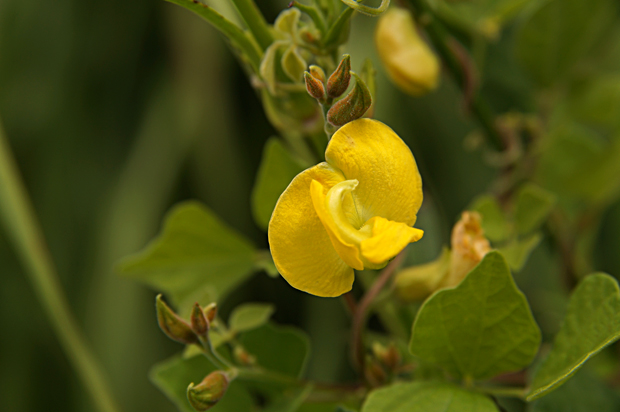 花水の花①今季初の花＊_f0214649_9401126.jpg