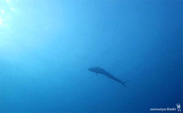 魚だらけのサンセットにて...☆みなべ・田辺_e0158261_19331885.jpg