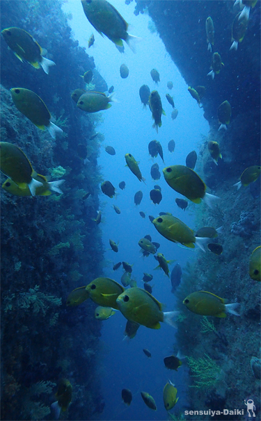 魚だらけのサンセットにて...☆みなべ・田辺_e0158261_1933264.jpg