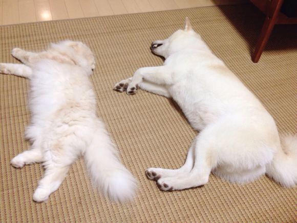 わしゃわしゃ あへ 今日も ぱんまつり