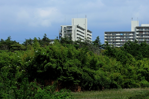 ★サギ類が見頃でした・・・先週末の鳥類園(2015.8.15~16)_e0046474_122332100.jpg