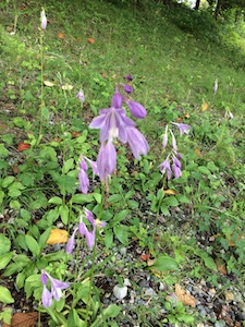 夏のお休みは草津温泉でした(1)✨_a0191183_13492363.jpg