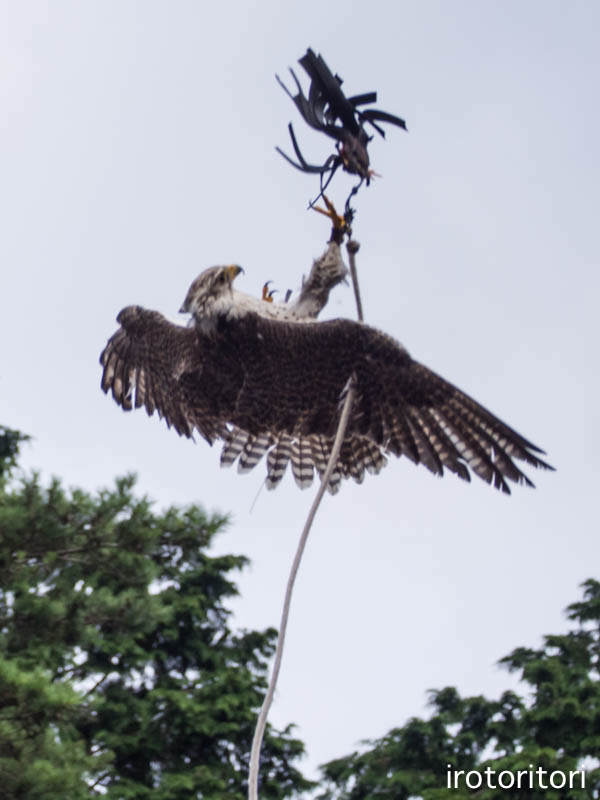 とったど〜！！　　（セイカーハヤブサ）　　2015/08/19_d0146592_0204197.jpg