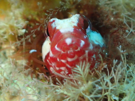 e0115199_12582014.jpg