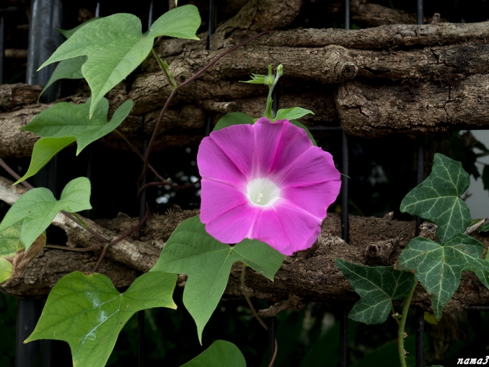 雑草園の花_f0224100_22181286.jpg