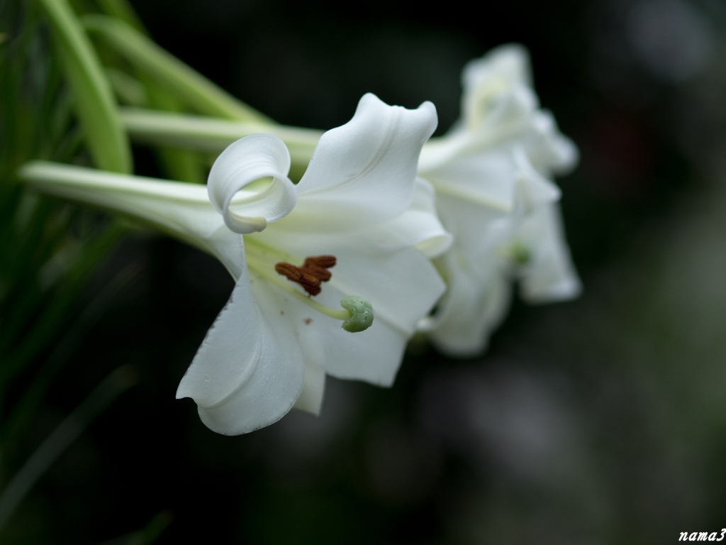 雑草園の花_f0224100_22223254.jpg