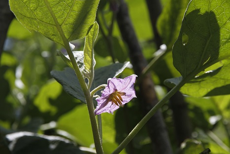 白ナスの花と実をご覧いただけます 神戸布引ハーブ園 ハーブガイド ハーブ花ごよみ