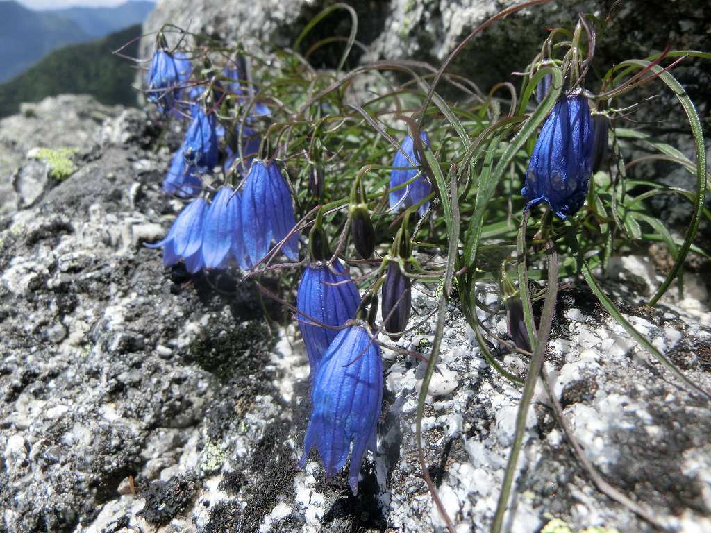 鳳凰三山　恐怖のオベリスクの岩場のテッペン初登頂_b0124306_20362741.jpg