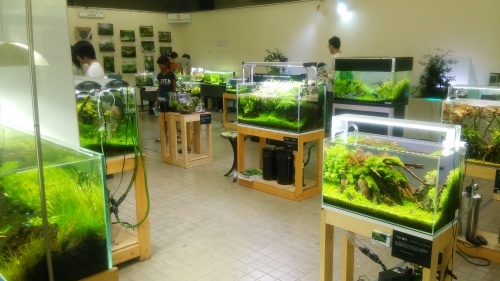つくばの 水草展 に行ってきた 水草新世界 つくばの 水草展 に行ってきた 水草新世界