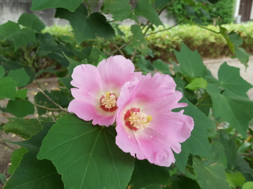イマイチ乗らなかったのは俺のせいか 第61回 人形町・らくだ亭_e0016828_10522158.jpg