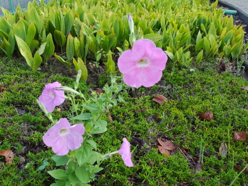 イマイチ乗らなかったのは俺のせいか 第61回 人形町・らくだ亭_e0016828_10534019.jpg