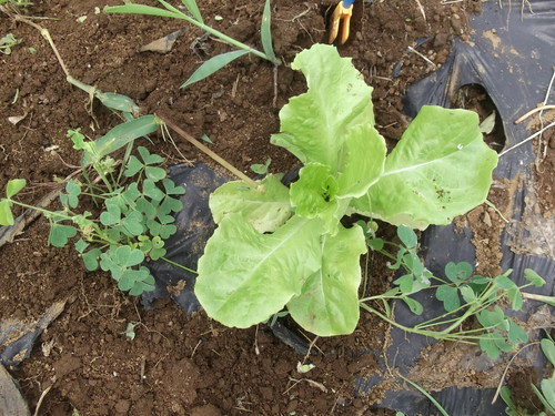 秋冬野菜..気合を入れないと!_b0137932_17431689.jpg