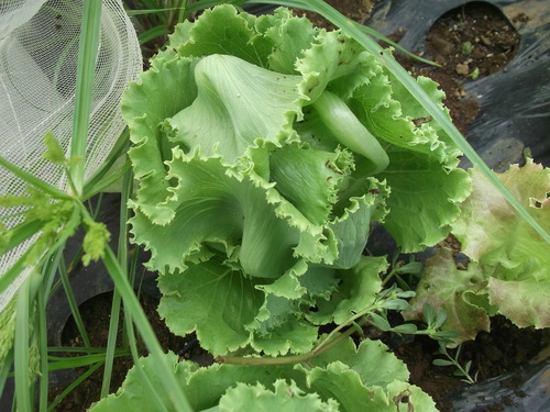 秋冬野菜..気合を入れないと!_b0137932_17444388.jpg