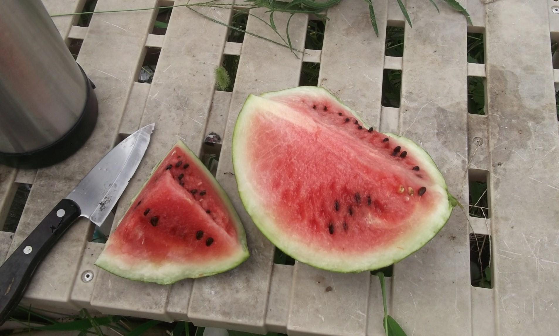 秋冬野菜..気合を入れないと!_b0137932_17463953.jpg