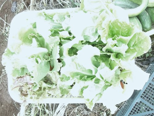 秋冬野菜..気合を入れないと!_b0137932_1747198.jpg