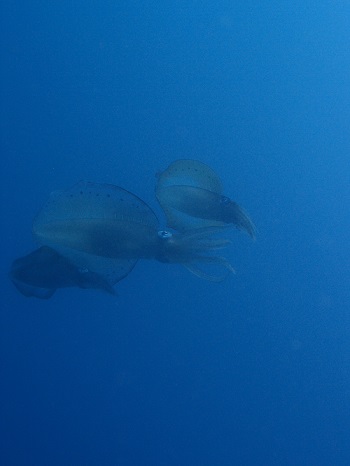 2015 夏!_d0113636_8354217.jpg