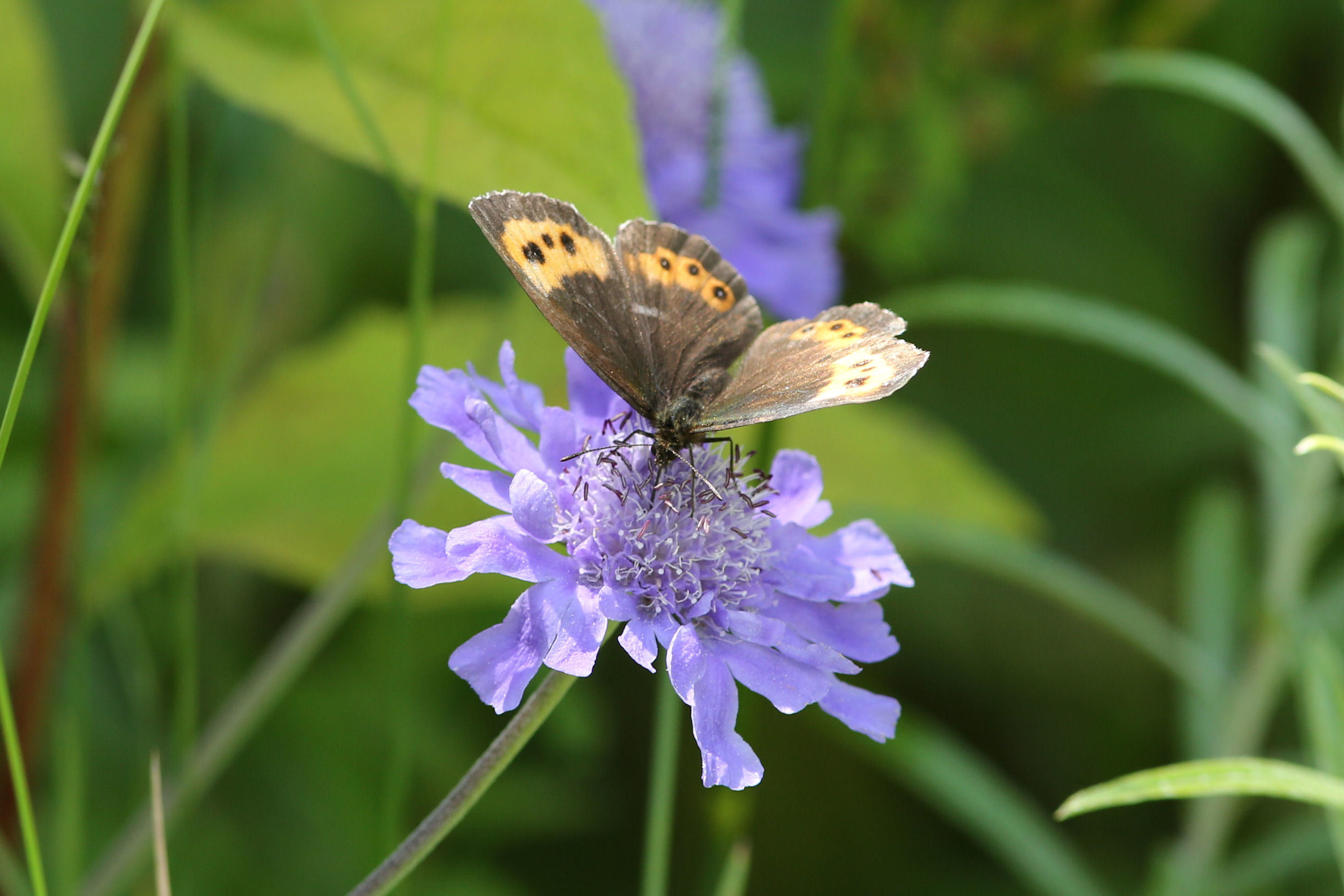 4頭セット】タカネキマダラ、クモマベニヒカゲ（全てオス、岐阜県白