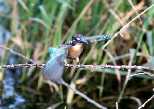 青い水面のカワセミ幼鳥_d0262476_0345924.jpg