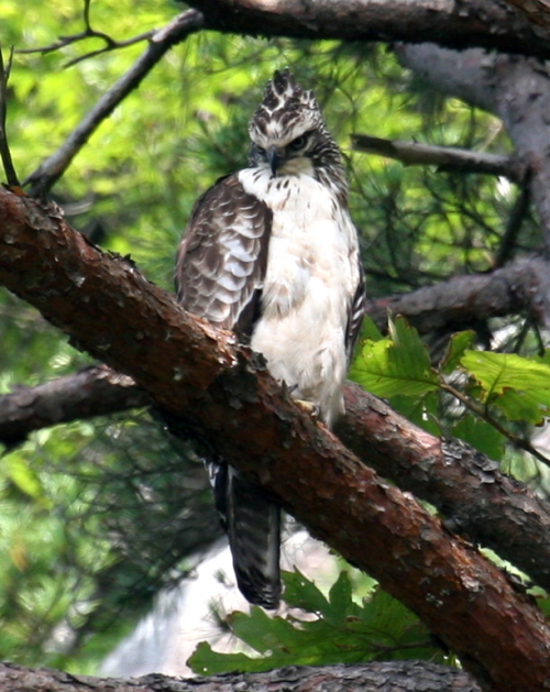 青い水面のカワセミ幼鳥_d0262476_0352449.jpg