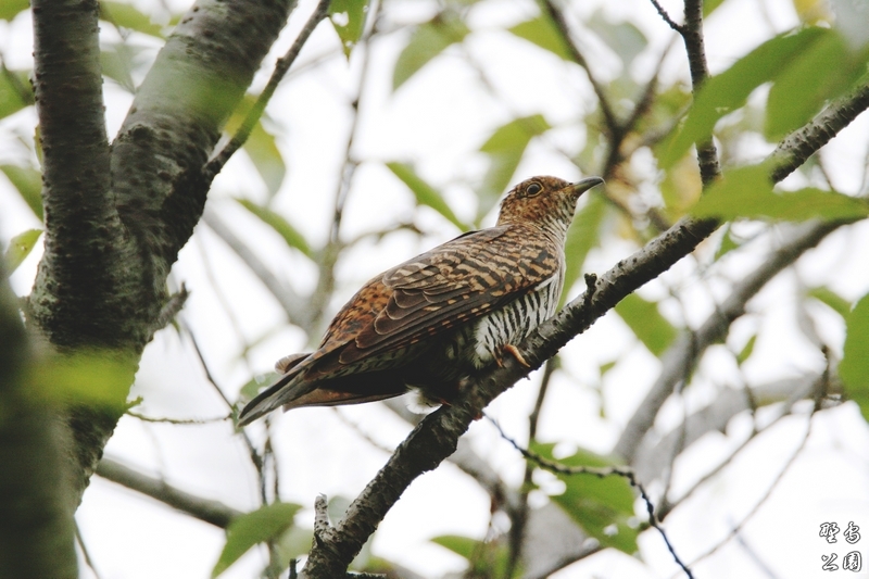 夏の渡り鳥・筒鳥_c0352582_21461998.jpg