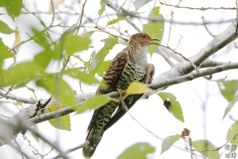 夏の渡り鳥・筒鳥_c0352582_21462901.jpg