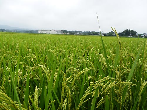 8月21日の田んぼ(上目黒小・枝野小)_d0247484_15512492.jpg