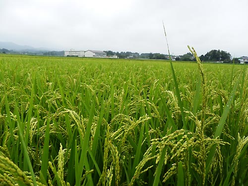 ８月２１日の田んぼ（上目黒小・枝野小）_d0247484_15512492.jpg