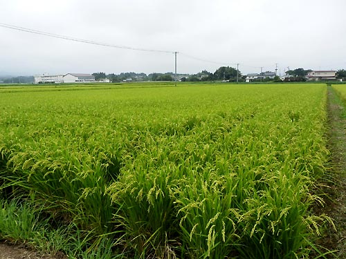 ８月２１日の田んぼ（上目黒小・枝野小）_d0247484_15533522.jpg