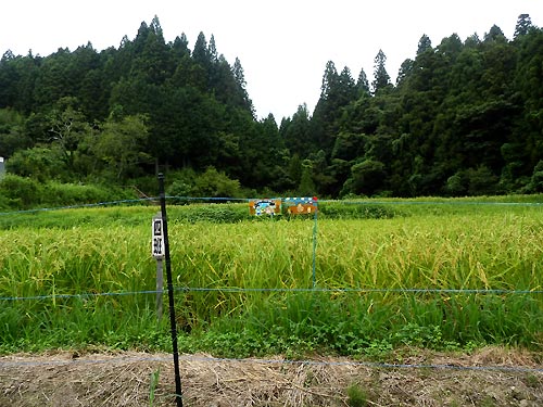 8月21日の田んぼ(月光原小・西根小)_d0247484_16283048.jpg