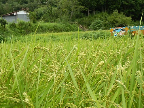 8月21日の田んぼ(月光原小・西根小)_d0247484_16285920.jpg