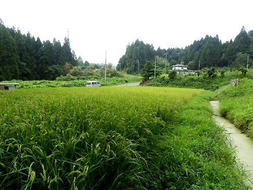8月21日の田んぼ(月光原小・西根小)_d0247484_16322954.jpg