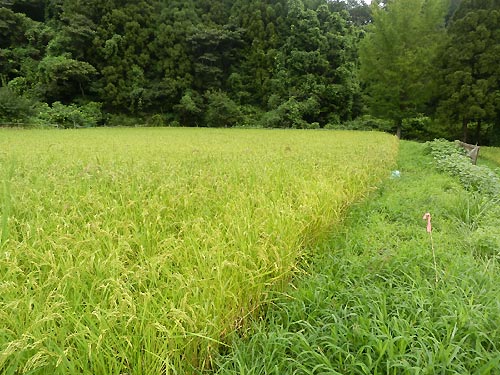 8月21日の田んぼ(月光原小・西根小)_d0247484_1634568.jpg