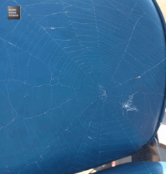 August 23, 2015 蜘蛛の糸 Thread of Spider_a0307186_554383.gif