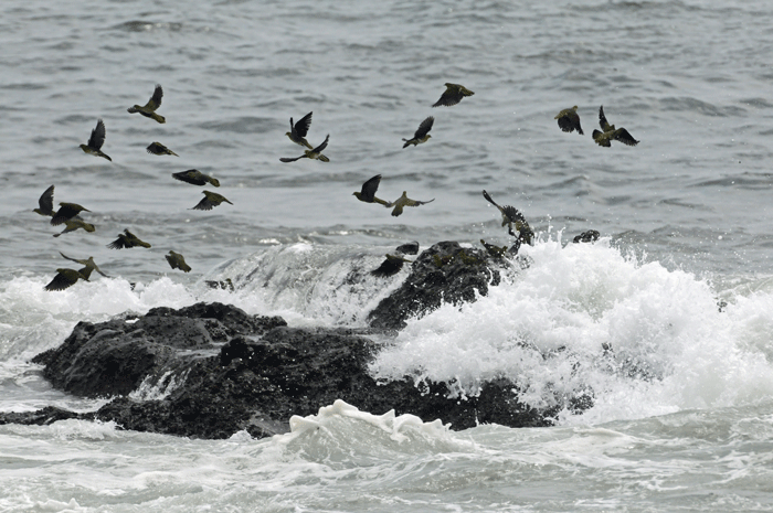 荒れる海　＜緑鳩＞_e0248688_1813186.gif