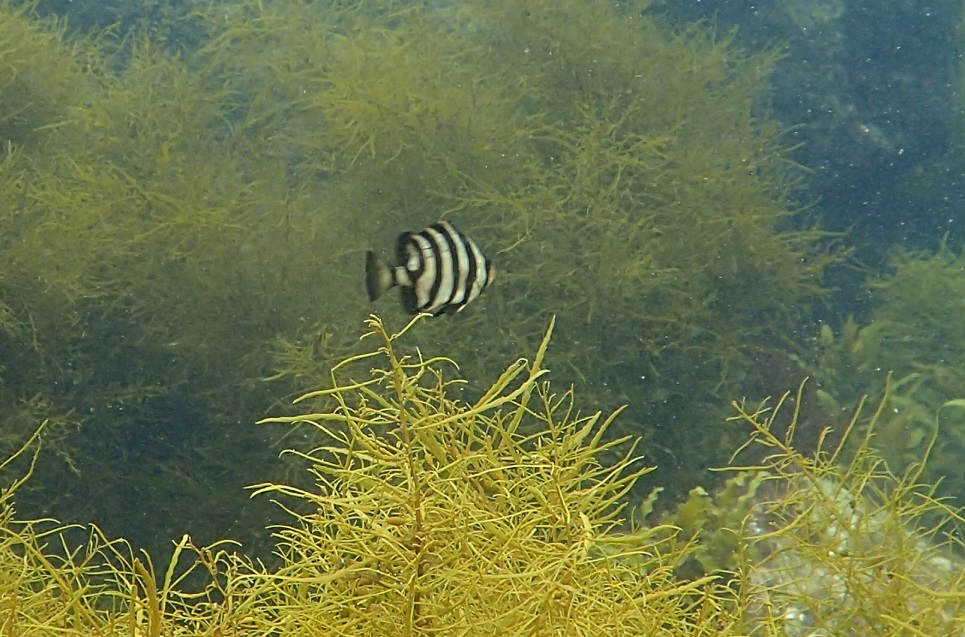 下田 恵比寿島シュノーケリング(ヒリゾ欠航のため)_e0137789_2181939.jpg