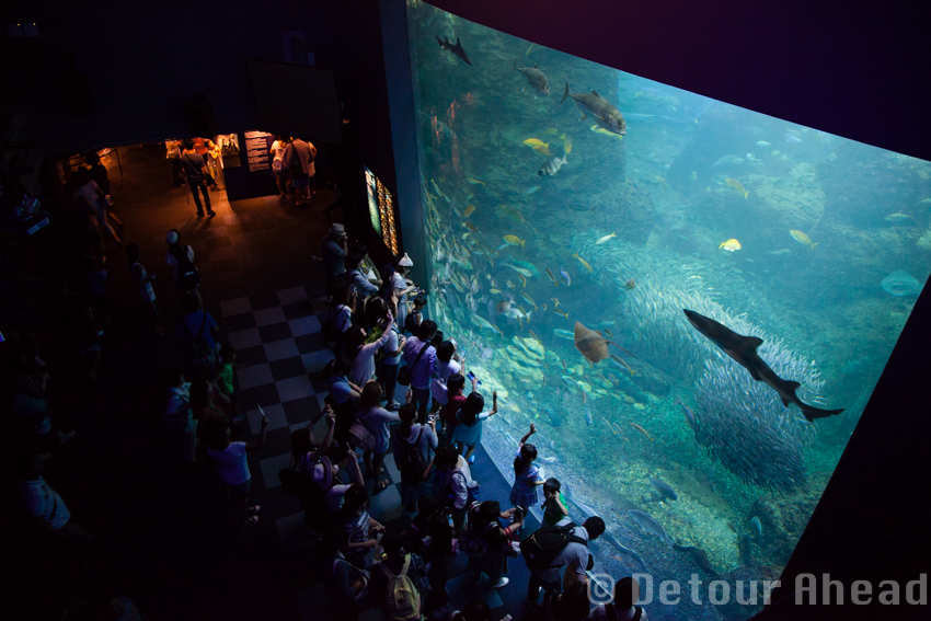 今年も家族で箱根旅行#1 新江ノ島水族館_e0293303_6354679.jpg