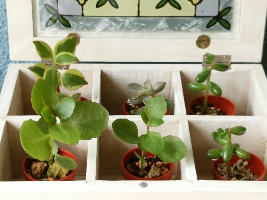 植物たちの今~多肉植物_f0255704_12294575.jpg