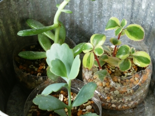 植物たちの今~多肉植物_f0255704_12294845.jpg
