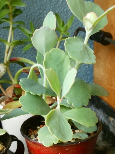植物たちの今~多肉植物_f0255704_12295507.jpg