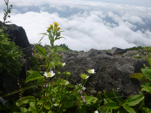 日本百名山　羊蹄山 (1,892.7M)  登頂 編_d0170615_1329066.jpg