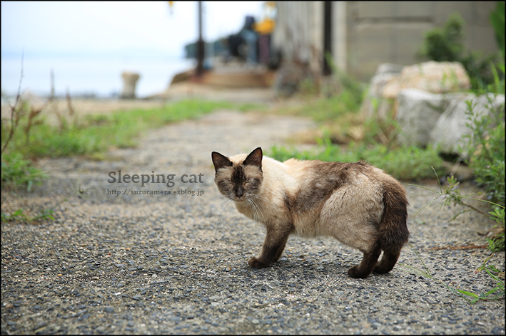眠り猫_f0100215_00334413.jpg