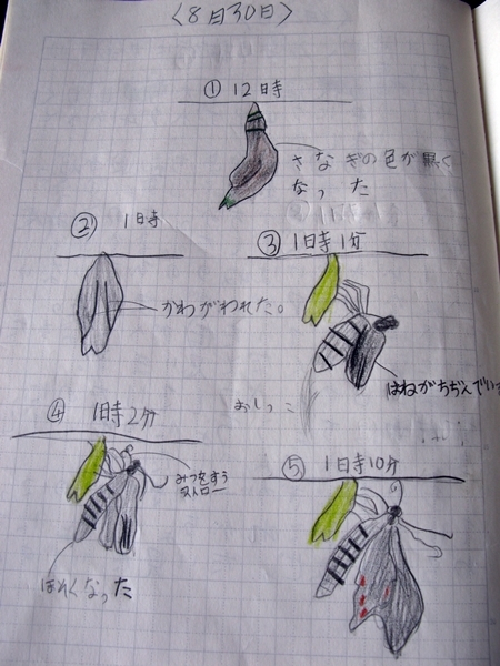 夏休み 自由研究_f0129726_21292959.jpg