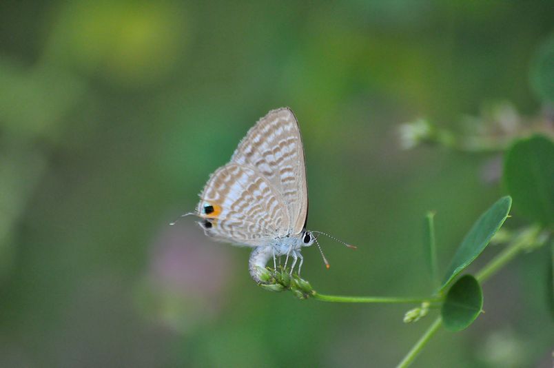 8月22日(くもり)タイトル:ウラナミ3種その2_f0105542_1046431.jpg