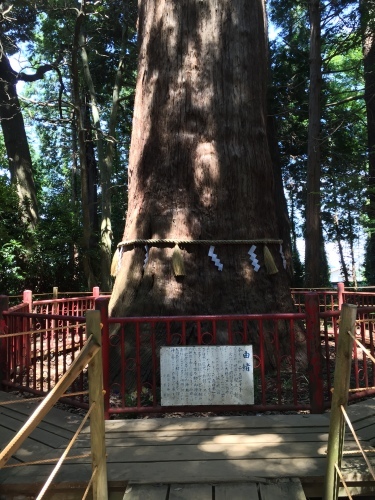 摩賀田神社　大杉_f0184247_07322269.jpg