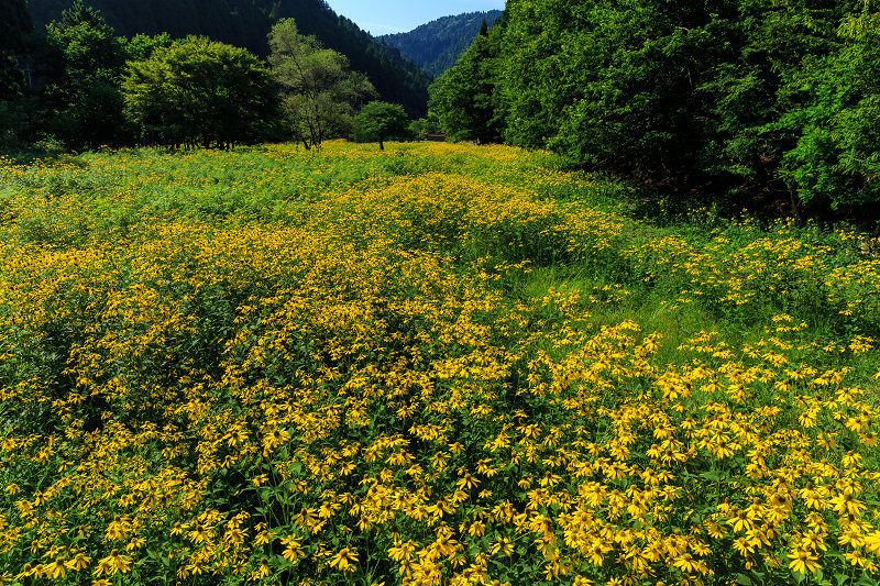 花脊の黄色い花畑・ルドベキア_f0155048_21423127.jpg